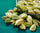 Cardamom Collection